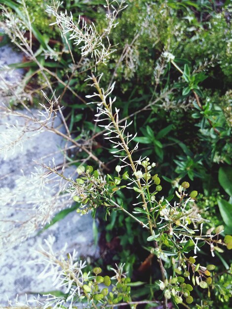 Close-up of plants growing on land