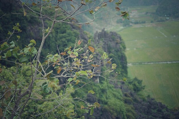 Photo close-up of plants growing on land