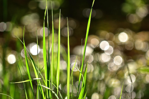 Photo close-up of plants growing on land