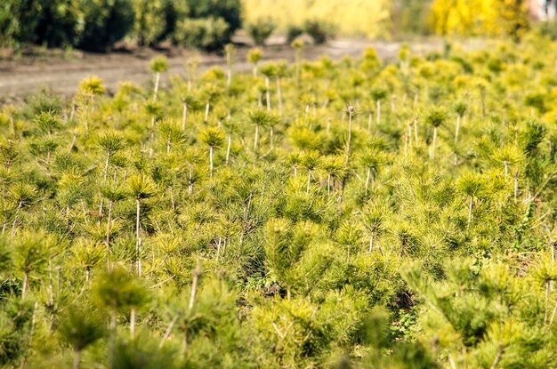 Close-up of plants growing on land