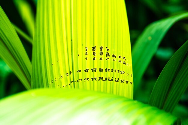 Close-up of plants growing outdoors