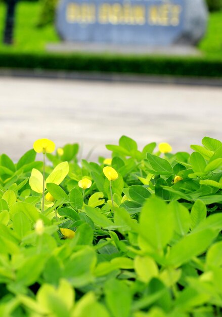 Close-up of plants growing outdoors