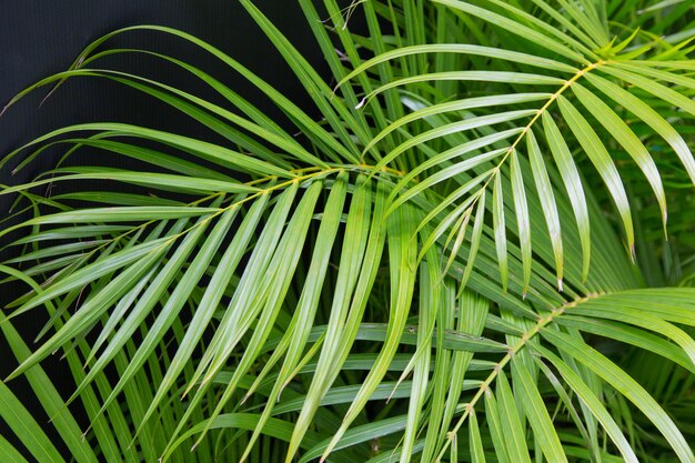 Close-up of plants growing outdoors