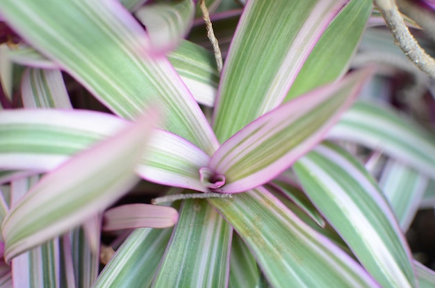 屋外で育つ植物のクローズアップ