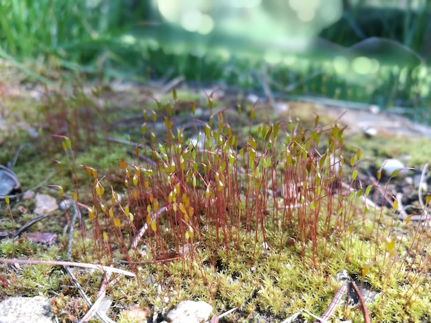 Photo close-up of plants growing outdoors