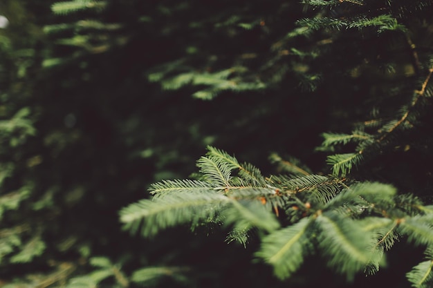 Photo close-up of plants growing outdoors