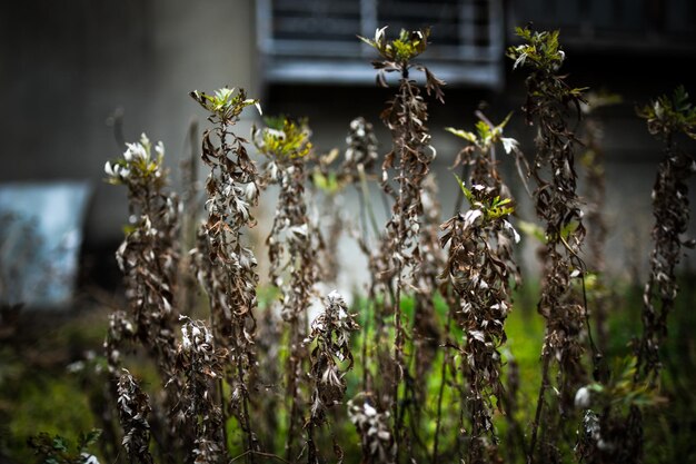 Close-up of plants growing outdoors