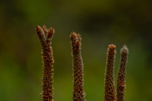 Close-up of plants growing outdoors