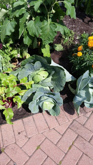 Close-up of plants growing outdoors