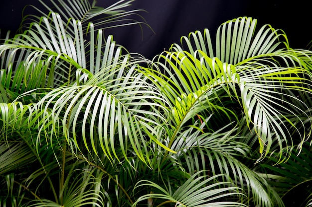 外で育つ植物のクローズアップ