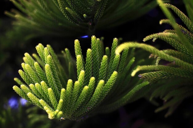 Close-up of plants growing outdoors