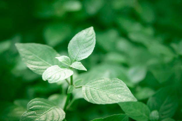 外で育つ植物のクローズアップ