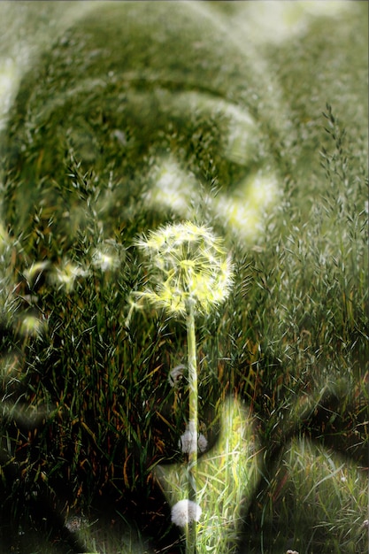 Photo close-up of plants growing outdoors