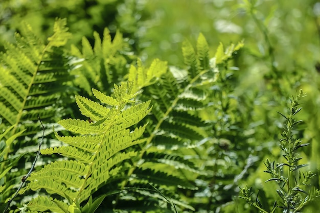 屋外で育つ植物のクローズアップ