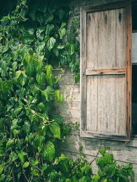 Close-up of plants growing outside house