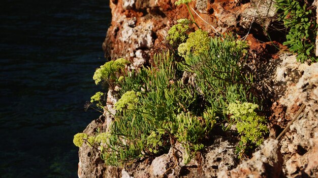 Photo close-up of plants growing on rock