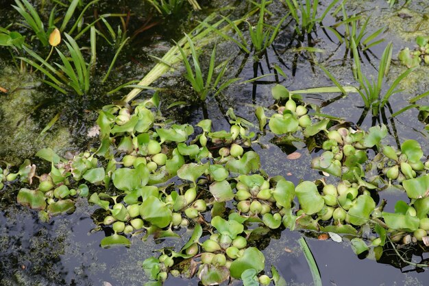 Foto close-up di piante che crescono in acqua