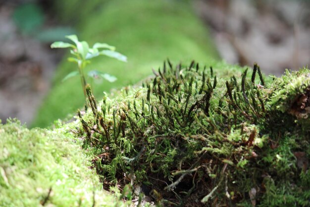 Close-up of plants growing on wood