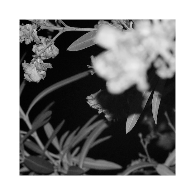 Close-up of plants growing in yard