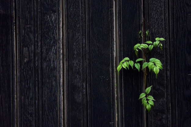 close-up of plants growth through wooden fence
