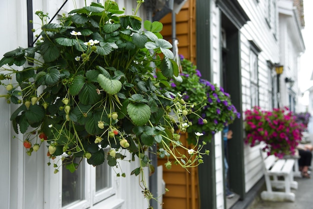 家のそばにぶら下がっている植物のクローズアップ