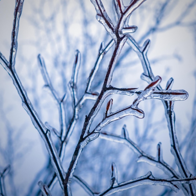 Photo close-up of plants in ice