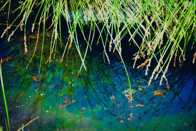 Close-up of plants in lake