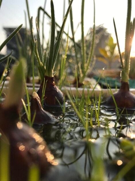 Photo close-up of plants in lake