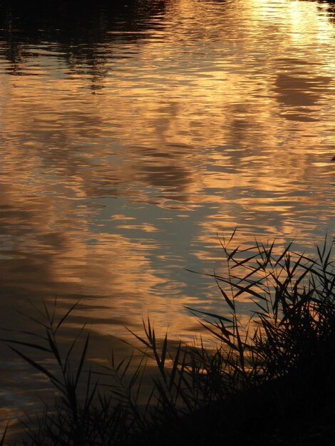 Photo close-up of plants in lake