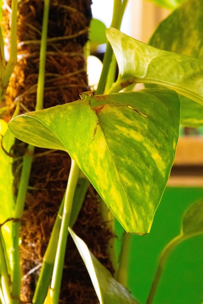 Photo close up plants leaves