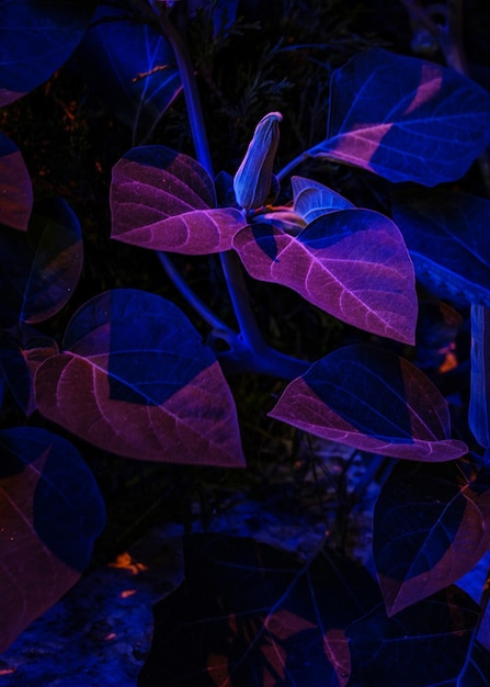 Photo close-up of plants at night