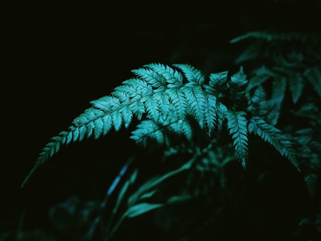 Photo close-up of plants at night