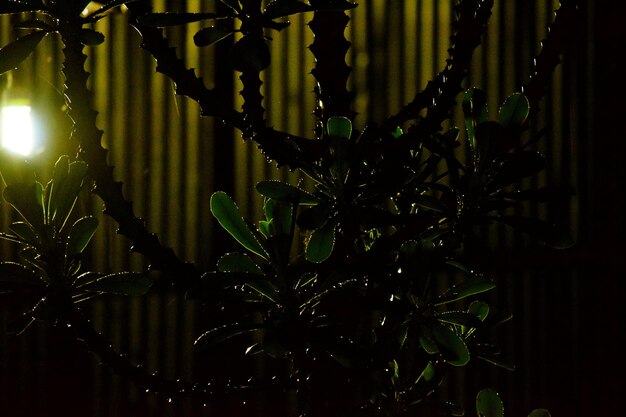 Близкий взгляд на растения ночью