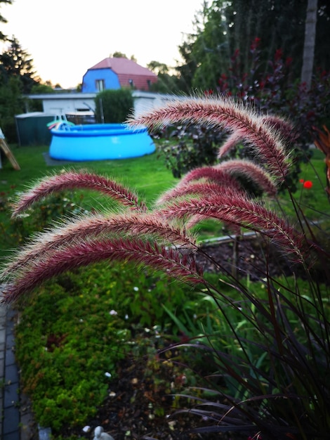 Photo close-up of plants in park