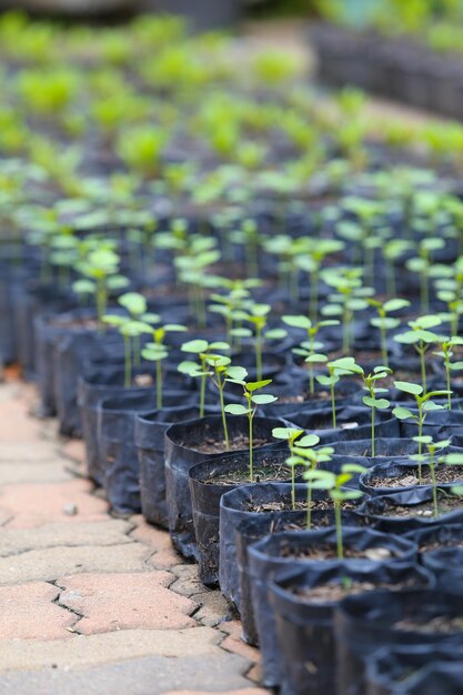 Photo close-up of plants in row