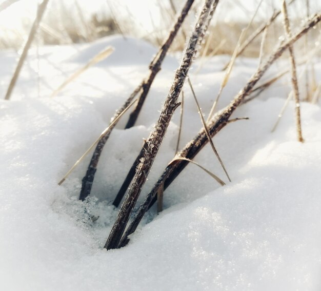 Close-up of plants in the snow