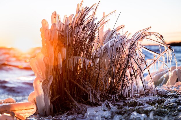 Foto close-up di piante sulla neve