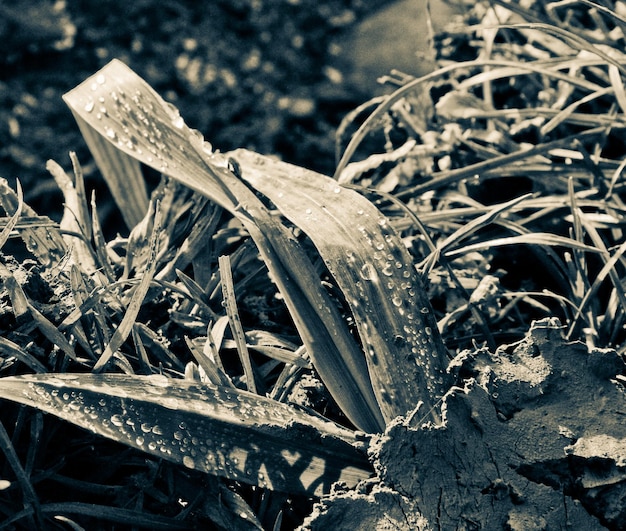 Foto close-up di piante sulla neve