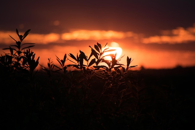 Photo close-up of plants at sunset