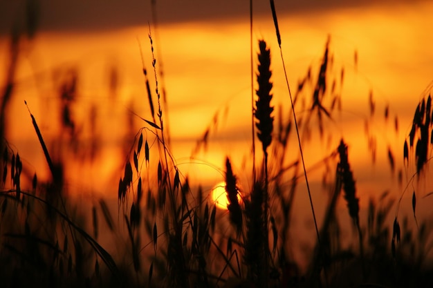 Photo close-up of plants at sunset