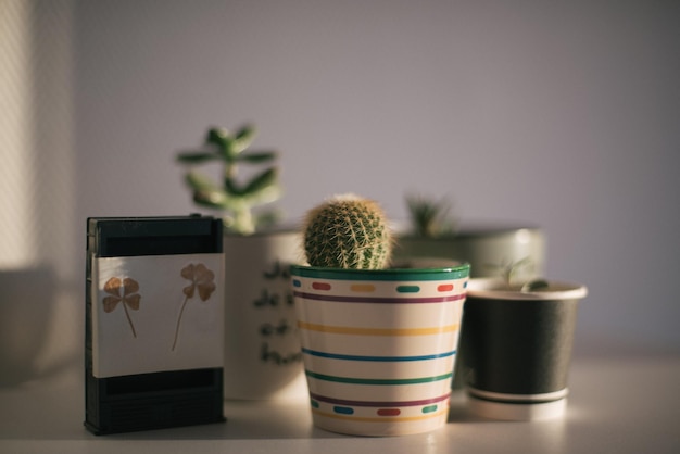 Photo close-up of plants on table