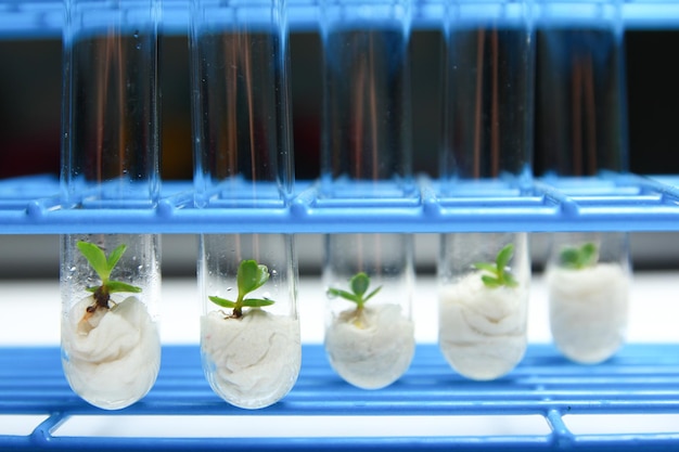 Photo close-up of plants in test tubes