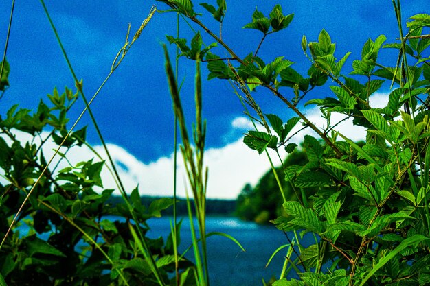 Close-up of plants and trees against blue sky