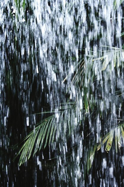 Photo close-up of plants in water