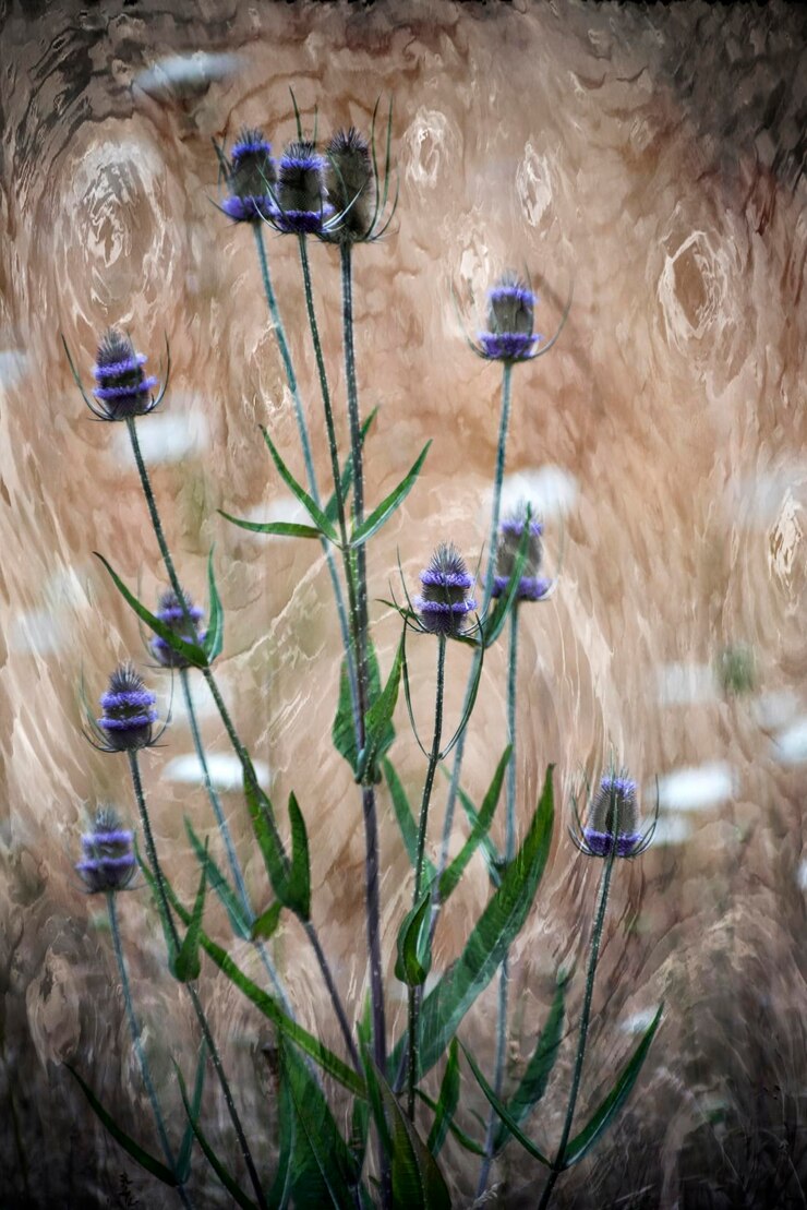 Photo close-up of plants in water