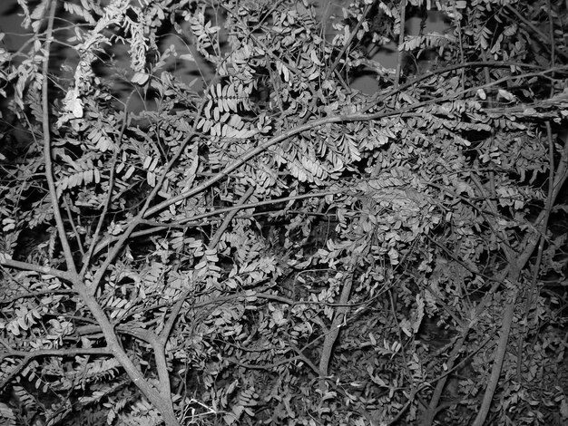 Photo close-up of plants in water