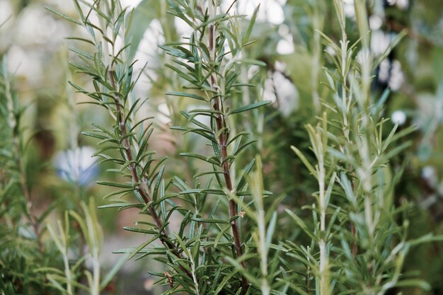 Photo close-up of plants