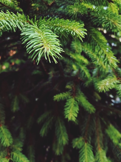 Photo close-up of plants