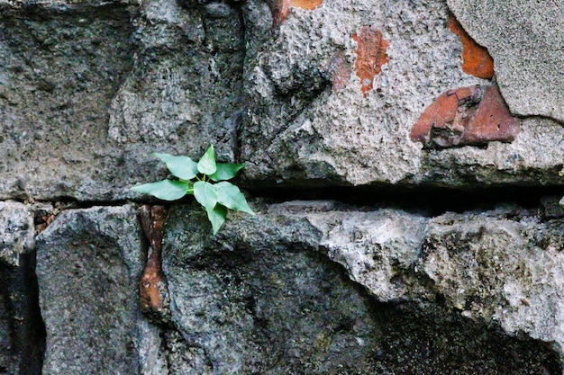 植物のクローズアップ