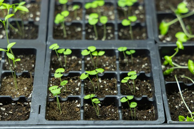 Photo close-up of plants